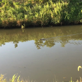 カピバラか…ヌートリアかの画像