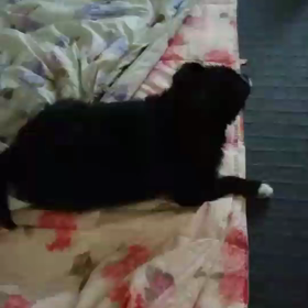 萌の新たなる1面の画像