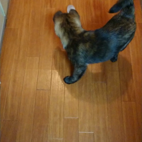 氷vs矢沢の画像