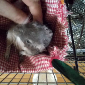 デグーのグリの画像