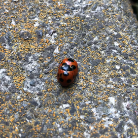 夜っぽいネタ笑の画像