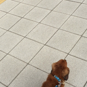 ５９＄の巻の画像