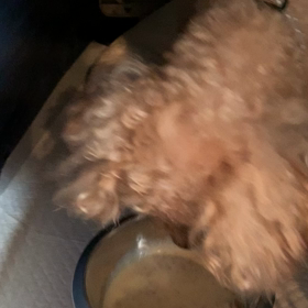 ミルン君のお食事タイムの画像