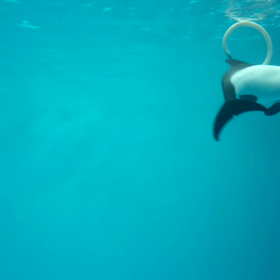 仙台うみの杜水族館の画像