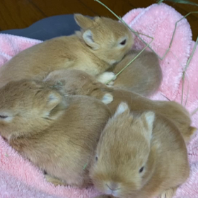 かりんちゃんベビーおめめがあきましたの画像