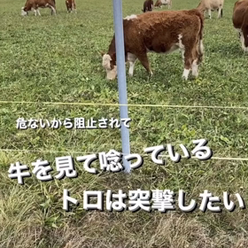 宇野樹君インスタストーリーより　危ないから阻止されて　牛を見て唸っている　トロは攻撃したいの画像