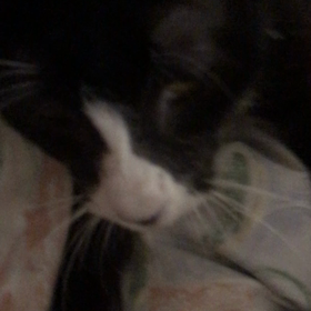 やっぱり、ネコが好きの画像