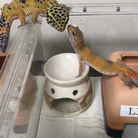 ピカとリアの画像