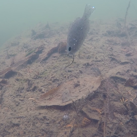 ノマセギル第2弾の画像