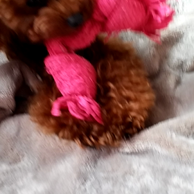 モアナ得意げに演奏の画像