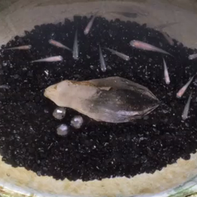 　障子の張り替えの画像