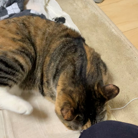 オモチャみつけたにゃ！の画像