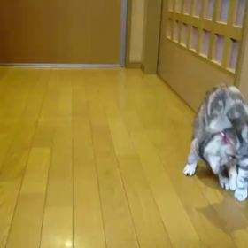 なんじゃこりゃ！の画像