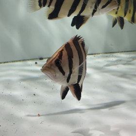 極上ダトニオリアルバンド ！！の画像
