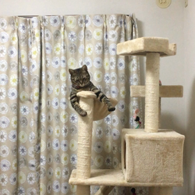 大好きにゃんモックの画像