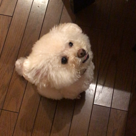 新しいハンバーガーの画像