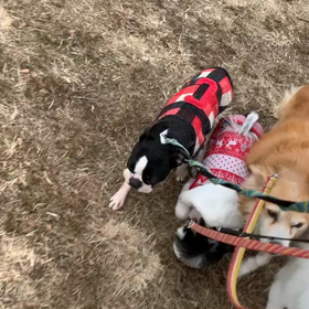 1月25日10わんこと2時間遠足　　代々木公園の画像