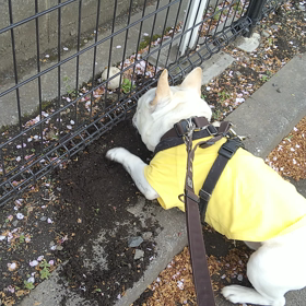 ボールへの愛は変わらないの画像