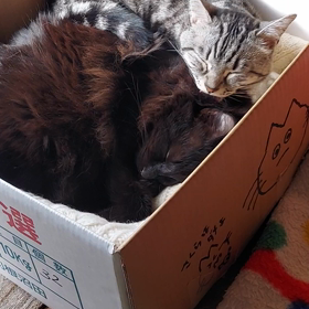 じゃましないの！の画像