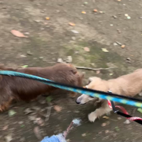 9月28日15わんこと1時間遠足  代々木公園の画像