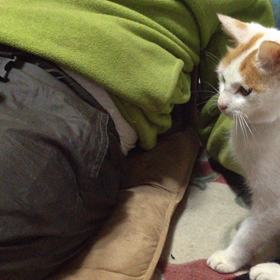 炸裂？ねこぱんち！の画像