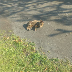 自死(自殺)を選ぶなんて…の画像