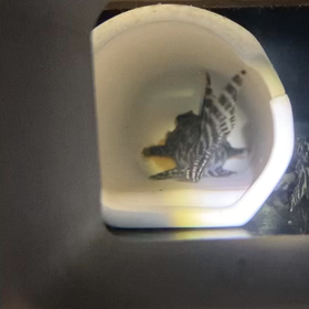 産卵記録の画像