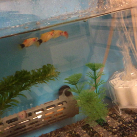 新しい家族がヽ(￣д￣;)ノ=3=3=3の画像