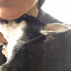 朝の儀式の画像