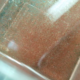 ミジンコ販売中！の画像