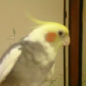 唄うぽん太郎(動画あり)の画像