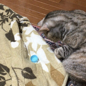 水色が好き？？の画像