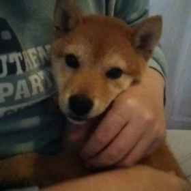 怪獣ゴンゴンの画像