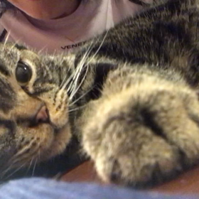 連休結びのゴロゴロの画像