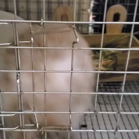 落ち着いてます(*^^*)の画像