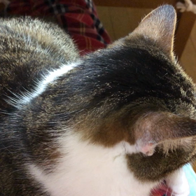 お膝でこっくりするデールが可愛い！やっぱりミニチュアダックス飼いたいなぁ〜の画像