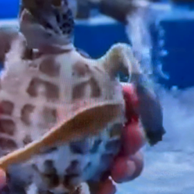 ☆生後2ヶ月の亀ちゃん☆の画像