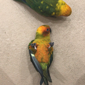 デビューしてますの画像