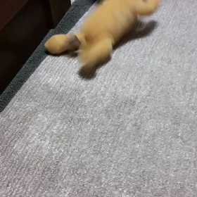 たいぞうvs.百獣の王の画像