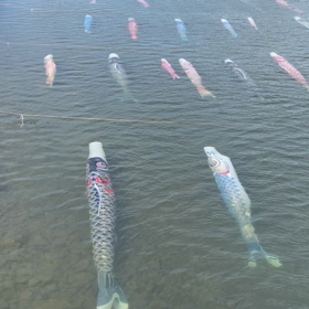 泳げ　およげ　オヨゲ　>* ))))><の画像