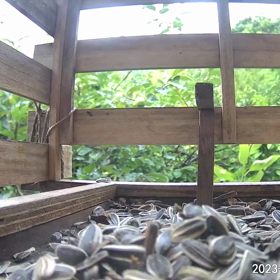 すぎぴたんの事件簿シーズン3　360話（成長しました！ヤマガラ）の画像