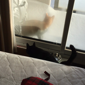 今日のお隣さん。の画像