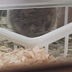 (012)今日のアンジェラ　ご主人様とごはん編の画像