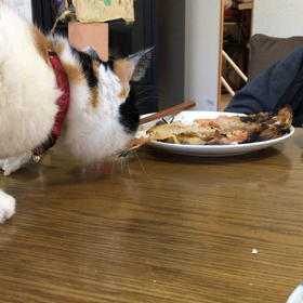 旦那と魚戦争⁉︎の画像