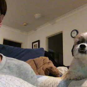 ダグの妙な一夜の行動の画像