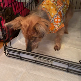 イヴ君のごはん事情…最新版。の画像