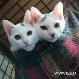 里親募集開始しました！の画像