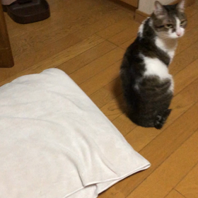 ディズニーランドから帰宅したら… デールの悲しい顔動画。の画像