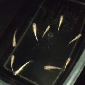 ダイヤモンドダストの画像