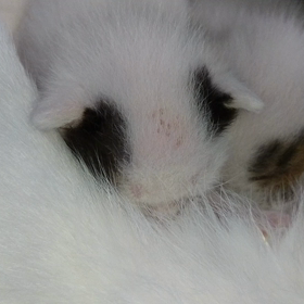 勘弁してちょ！(T_T)の画像